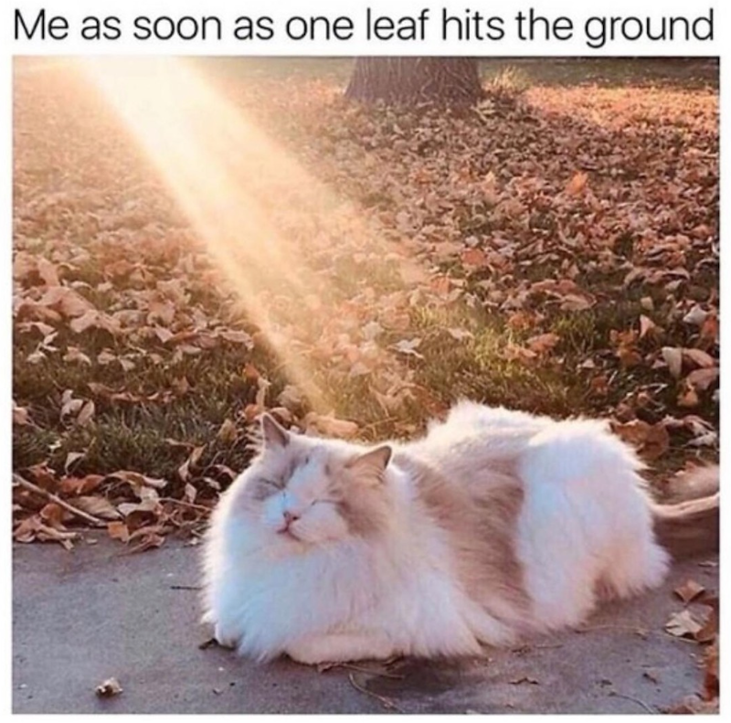 Me as soon as one leaf hits the ground