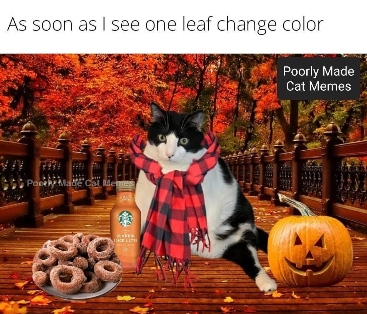 As soon as I see one leaf change color Poorly Made Cat Memes Poorly Made Cat Memes PUMPKIN SPICE LATTE