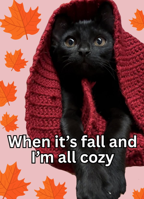 When it's fall and I'm all cozy