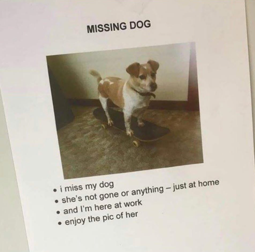 MISSING DOG • i miss my dog ⚫she's not gone or anything - just at home .and I'm here at work ⚫enjoy the pic of her
