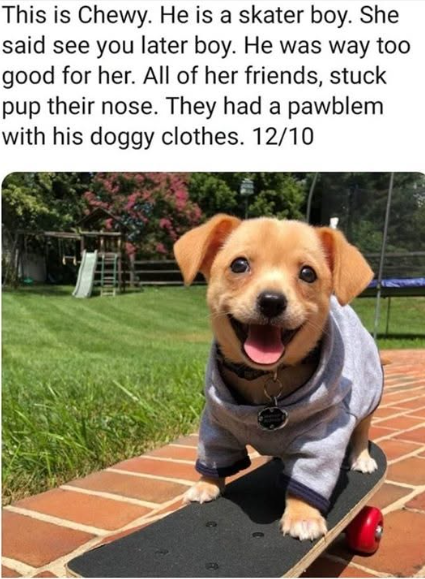 This is Chewy. He is a skater boy. She said see you later boy. He was way too good for her. All of her friends, stuck pup their nose. They had a pawblem with his doggy clothes. 12/10