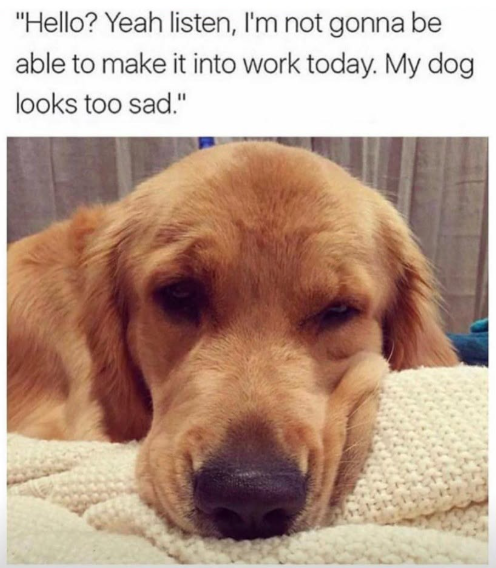 "Hello? Yeah listen, I'm not gonna be able to make it into work today. My dog looks too sad."