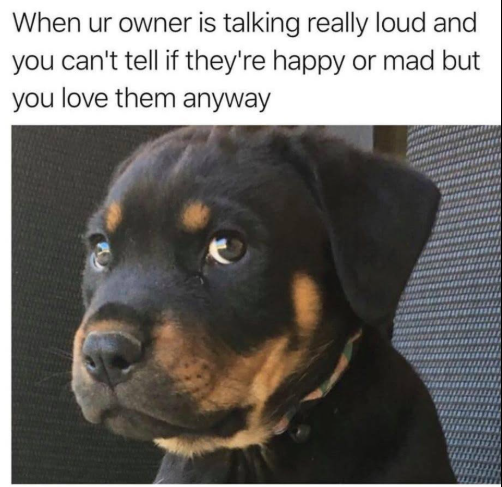 When ur owner is talking really loud and you can't tell if they're happy or mad but you love them anyway