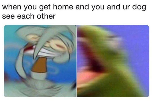 when you get home and you and ur dog see each other