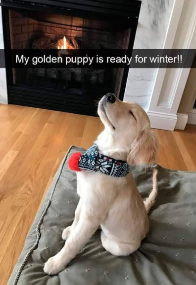 My golden puppy is ready for winter!!