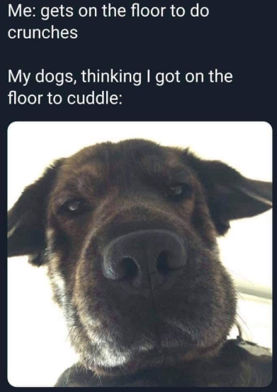 Me: gets on the floor to do crunches My dogs, thinking I got on the floor to cuddle: C