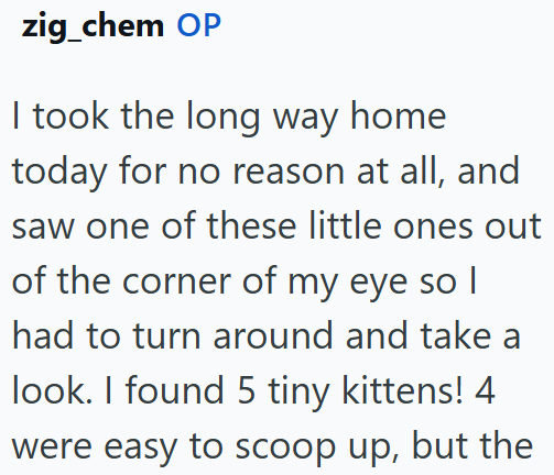 zig_chem OP I took the long way home today for no reason at all, and saw one of these little ones out of the corner of my eye so I had to turn around and take a look. I found 5 tiny kittens! 4 were easy to scoop up, but the