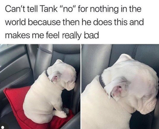 Can't tell Tank "no" for nothing in the world because then he does this and makes me feel really bad