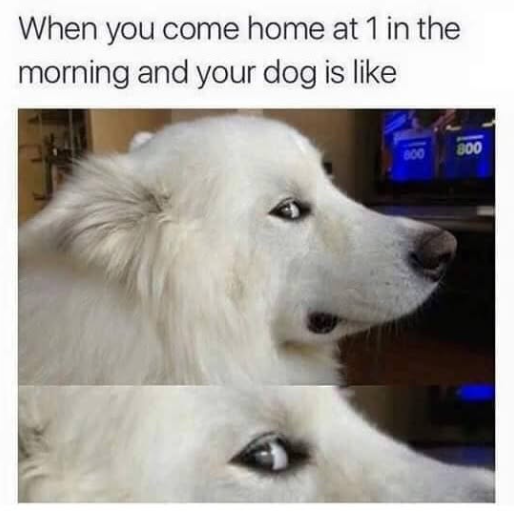 When you come home at 1 in the morning and your dog is like 800 800