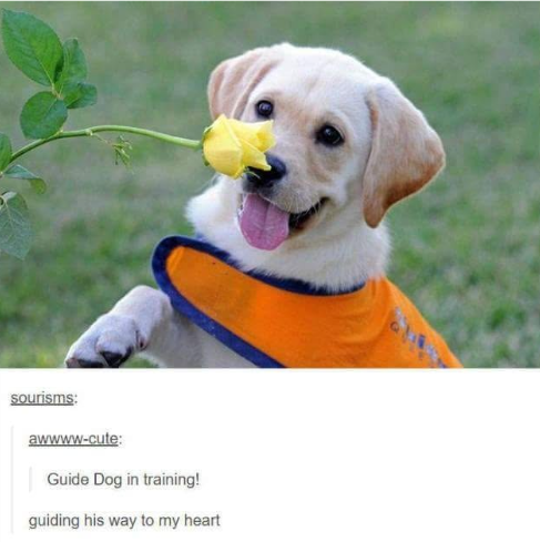 sourisms: awwww-cute: Guide Dog in training! guiding his way to my heart