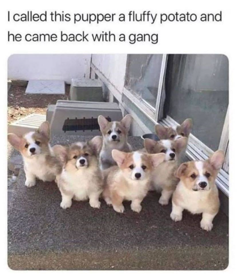 I called this pupper a fluffy potato and he came back with a gang