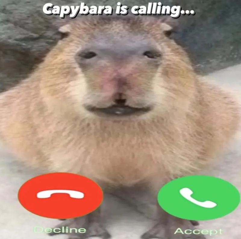 Capybara is calling... Decline Accept