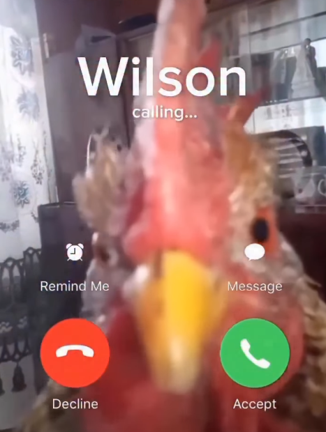 Wilson calling... Remind Me Message 2 Decline Accept