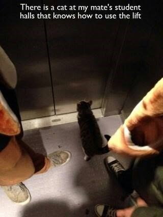 There is a cat at my mate's student halls that knows how to use the lift