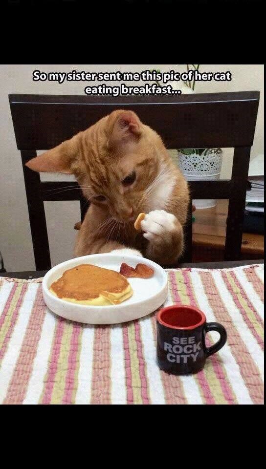 So my sister sent me this pic of her cat eating breakfast... SEE ROCK CITY