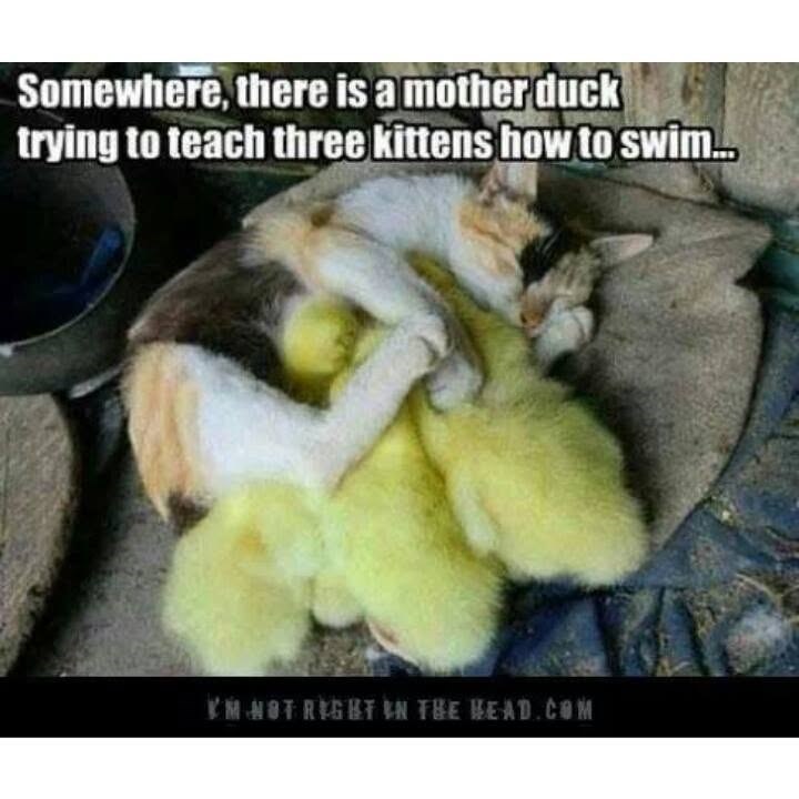 Somewhere, there is a mother duck trying to teach three kittens how to swim... KM NOT RIGHT IN THE HEAD.COM
