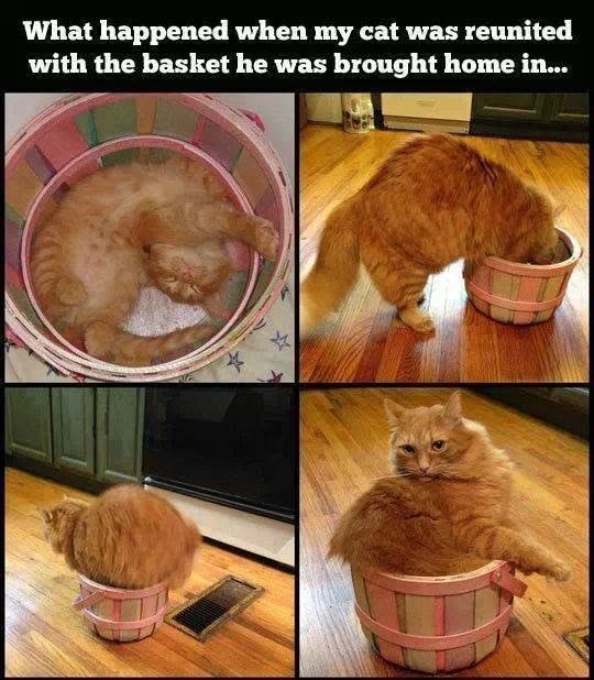 What happened when my cat was reunited with the basket he was brought home in...