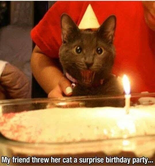 My friend threw her cat a surprise birthday party...