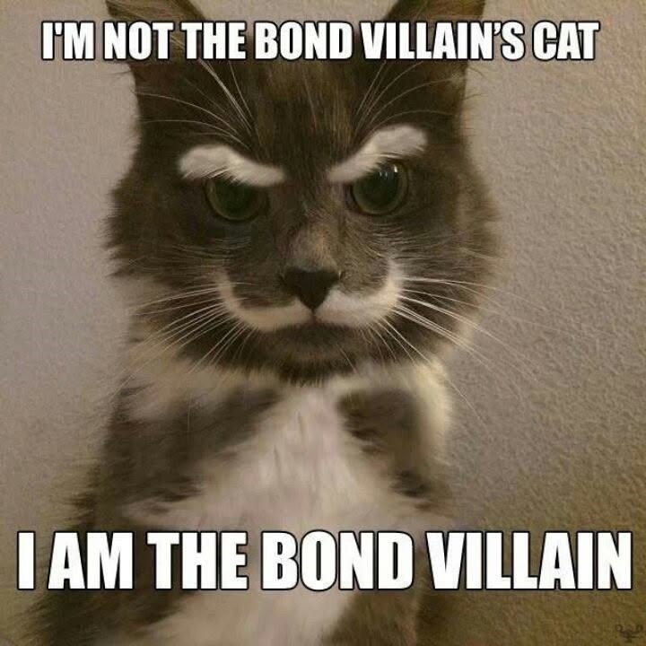 I'M NOT THE BOND VILLAIN'S CAT I AM THE BOND VILLAIN