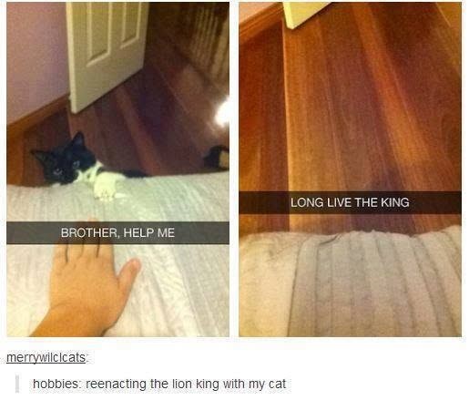 BROTHER, HELP ME merrywilcicats hobbies: reenacting the lion king with my cat LONG LIVE THE KING