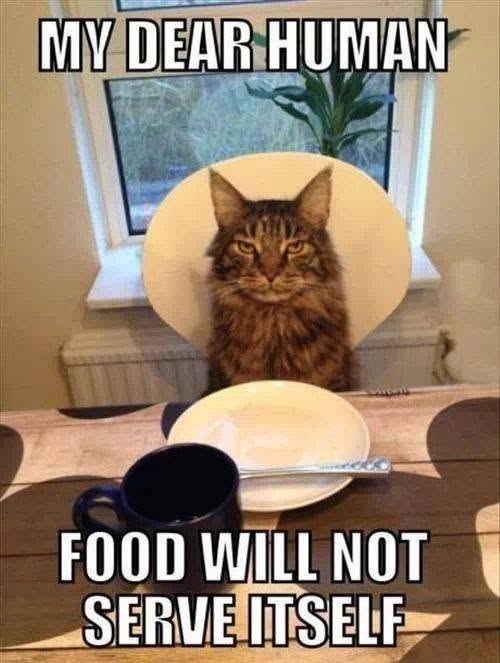 MY DEAR HUMAN FOOD WILL NOT SERVE ITSELF