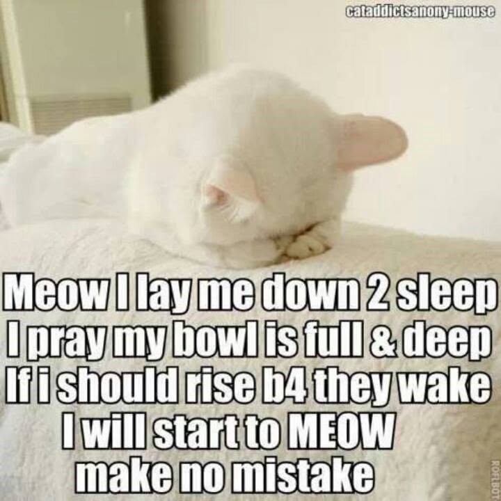 cataddictsanony-mouse Meow I lay me down 2 sleep I pray my bowl is full & deep If i should rise b4 they wake I will start to MEOW make no mistake ROFLBOT