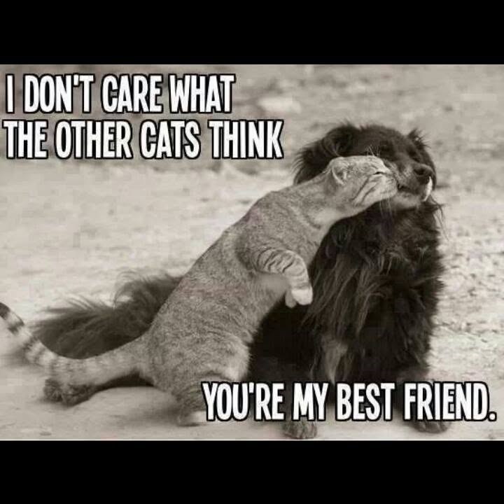 I DON'T CARE WHAT THE OTHER CATS THINK YOU'RE MY BEST FRIEND.