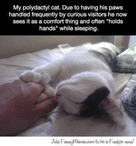 My polydactyl cat. Due to having his paws handled frequently by curious visitors he now sees it as a comfort thing and often "holds hands" while sleeping. Join FunnyMama.com to be a Funker now!