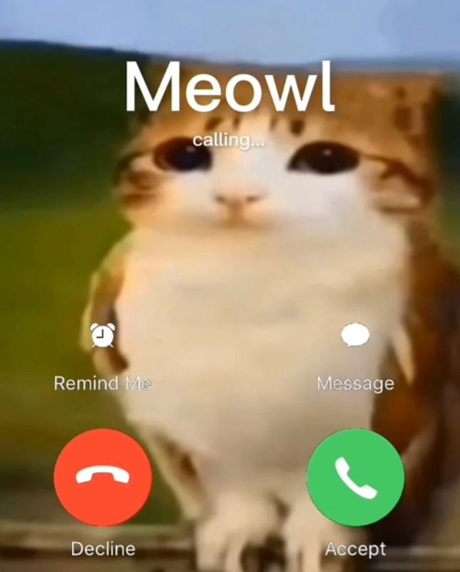 Meowl calling... Remind Me Message Decline Accept