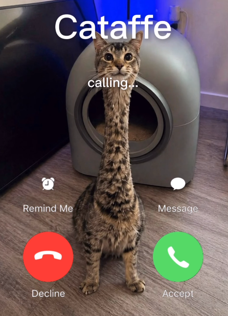 Cataffe calling.. Remind Me Message Decline Accept