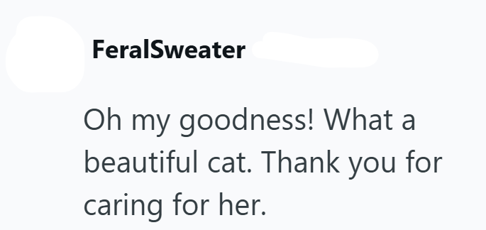 FeralSweater Oh my goodness! What a beautiful cat. Thank you for caring for her.