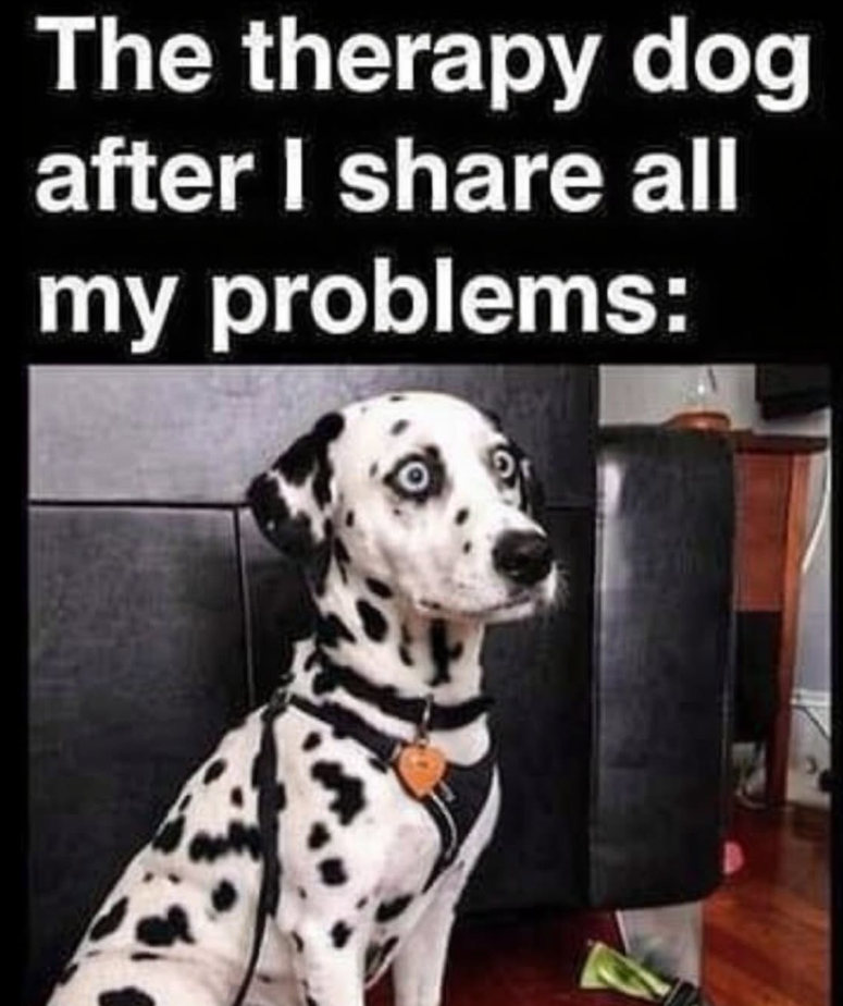 The therapy dog after I share all my problems: