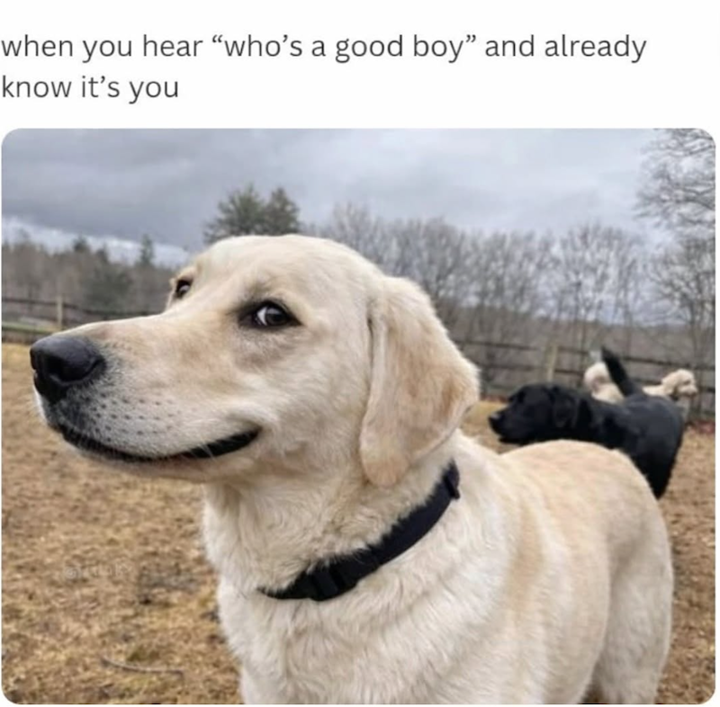 when you hear “who's a good boy" and already know it's you
