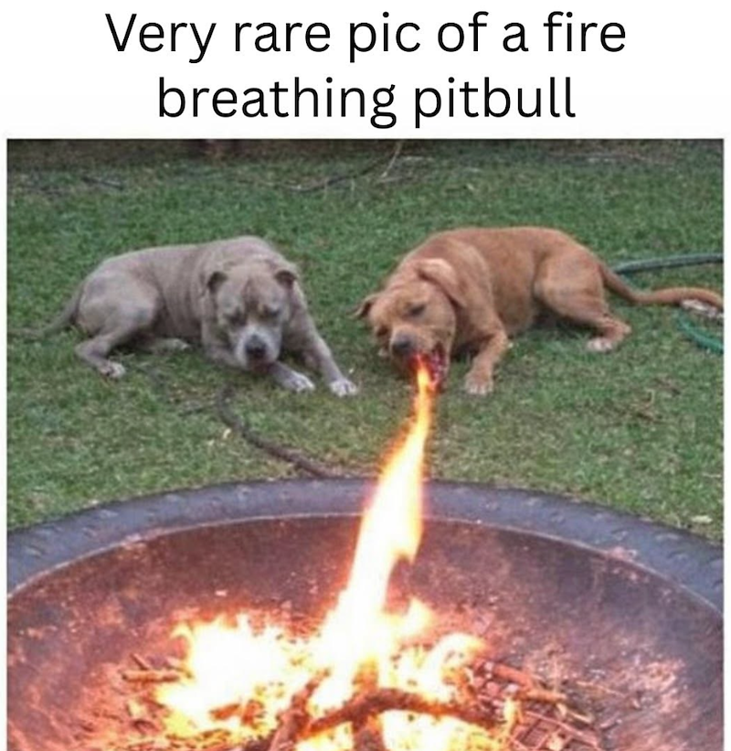 Very rare pic of a fire breathing pitbull