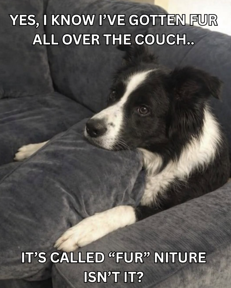YES, I KNOW I'VE GOTTEN FUR ALL OVER THE COUCH.. IT'S CALLED "FUR" NITURE ISN'T IT?
