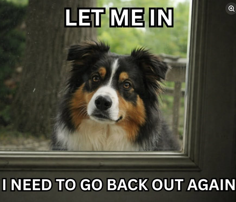 LET ME IN I NEED TO GO BACK OUT AGAIN