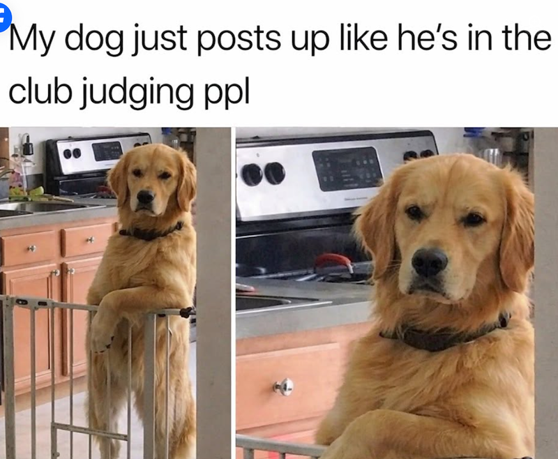 My dog just posts up like he's in the club judging ppl