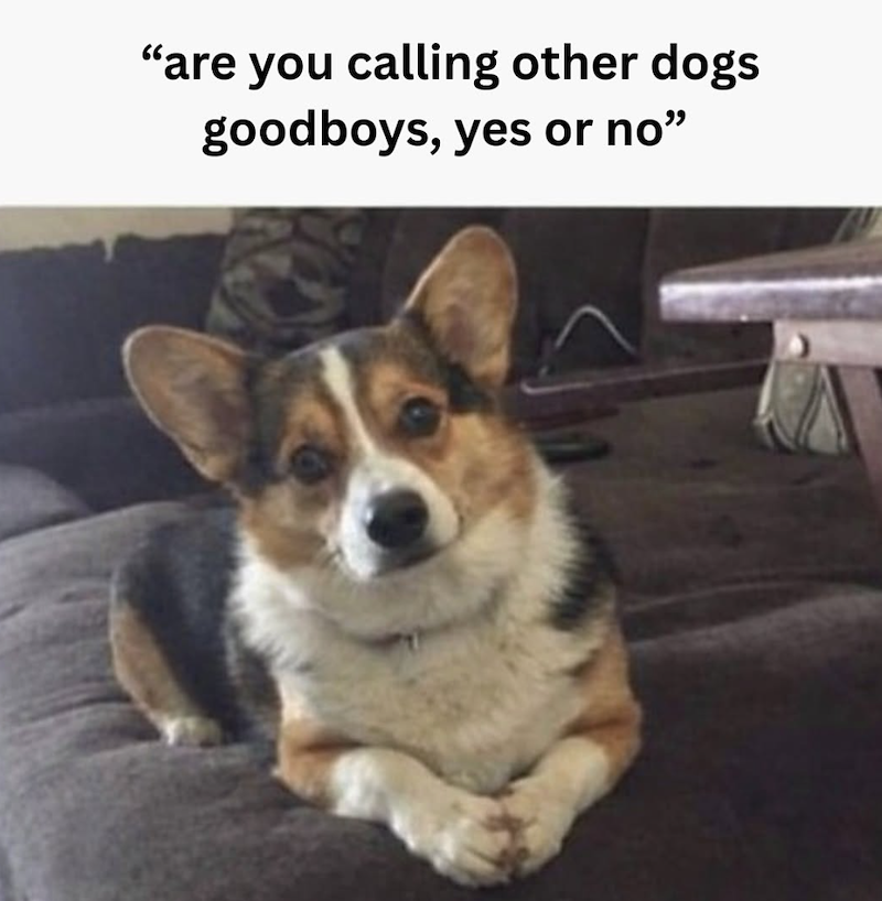 "are you calling other dogs goodboys, yes or no❞