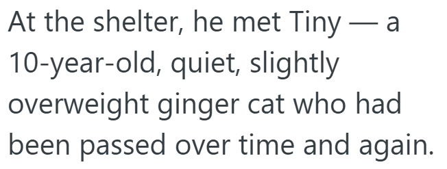 At the shelter, he met Tiny - a 10-year-old, quiet, slightly overweight ginger cat who had been passed over time and again.