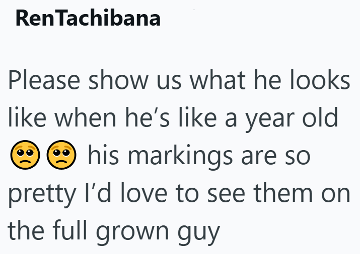 RenTachibana Please show us what he looks like when he's like a year old his markings are so pretty I'd love to see them on the full grown guy