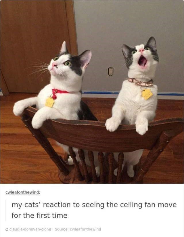 0 cwleafonthewind: my cats' reaction to seeing the ceiling fan move for the first time claudia-donovan-clone Source: cwleafonthewind