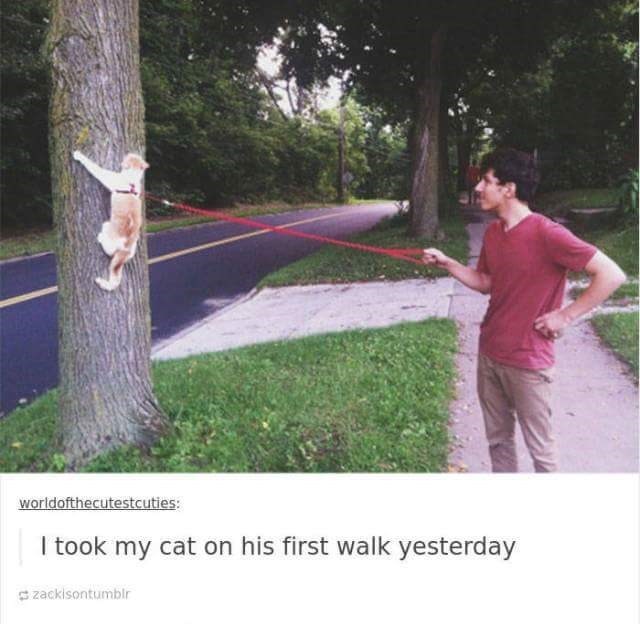 worldofthecutestcuties: I took my cat on his first walk yesterday zackisontumblr
