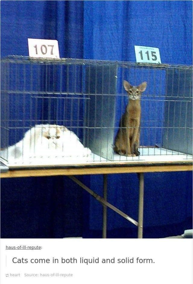 107 115 haus-of-ill-repute: Cats come in both liquid and solid form. heart Source: haus-of-ill-repute