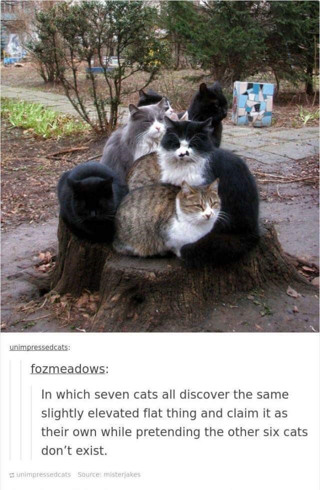 unimpressedcats: fozmeadows: In which seven cats all discover the same slightly elevated flat thing and claim it as their own while pretending the other six cats don't exist. unimpressedcats Source: misterjakes
