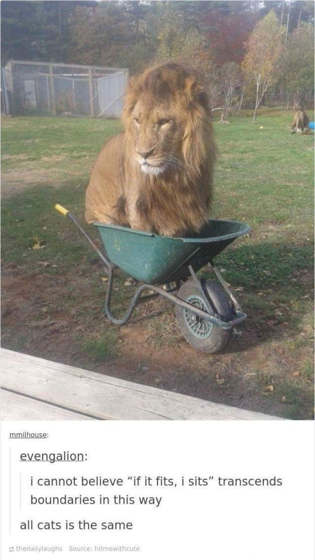 mmilhouse: evengalion: I cannot believe "if it fits, i sits" transcends boundaries in this way all cats is the same thedailylaughs Source: hitmewithcute