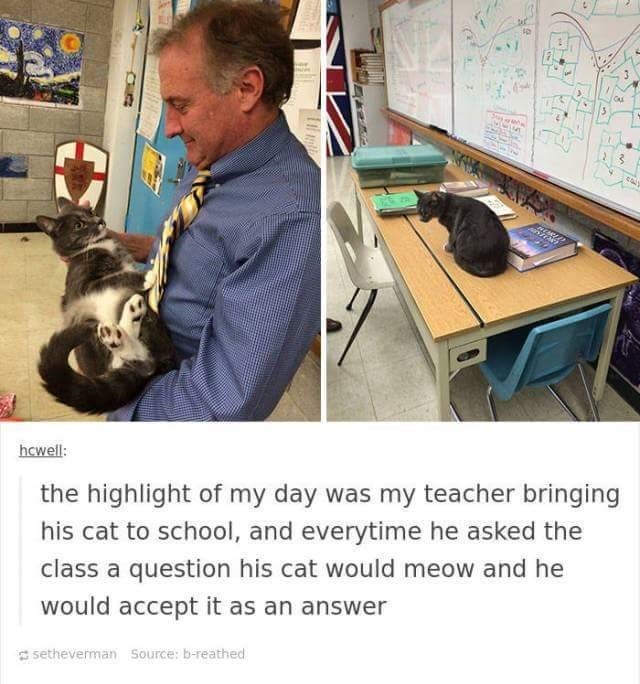 hcwell: the highlight of my day was my teacher bringing his cat to school, and everytime he asked the class a question his cat would meow and he would accept it as an answer setheverman Source: b-reathed