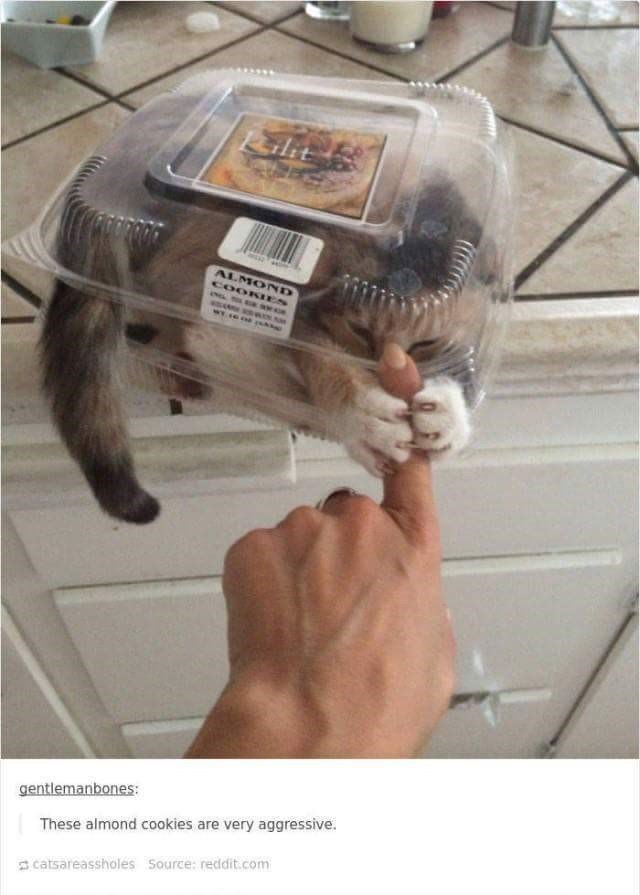 Kilit ALMOND COOKIES gentlemanbones: These almond cookies are very aggressive. catsareassholes Source: reddit.com