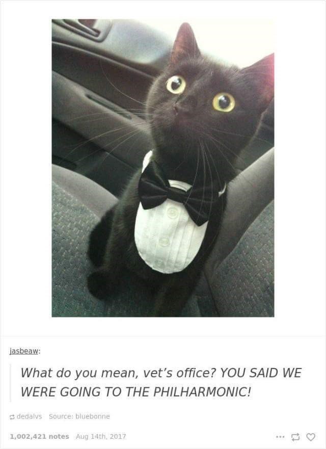 jasbeaw: What do you mean, vet's office? YOU SAID WE WERE GOING TO THE PHILHARMONIC! dedalys Source: bluebonne 1,002,421 notes Aug 14th, 2017