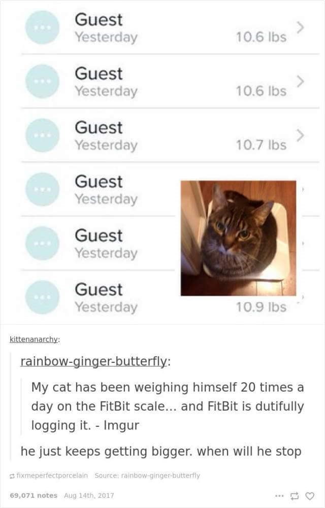 308 Guest Yesterday > 10.6 lbs Guest Yesterday 10.6 lbs Guest Yesterday 10.7 lbs *** Guest Yesterday Guest Yesterday Guest Yesterday 10.9 lbs kittenanarchy: rainbow-ginger-butterfly: My cat has been weighing himself 20 times a day on the FitBit scale... and FitBit is dutifully logging it. Imgur - he just keeps getting bigger. when will he stop fixmeperfectporcelain Source: rainbow-ginger-butterfly 69,071 notes Aug 14th, 2017