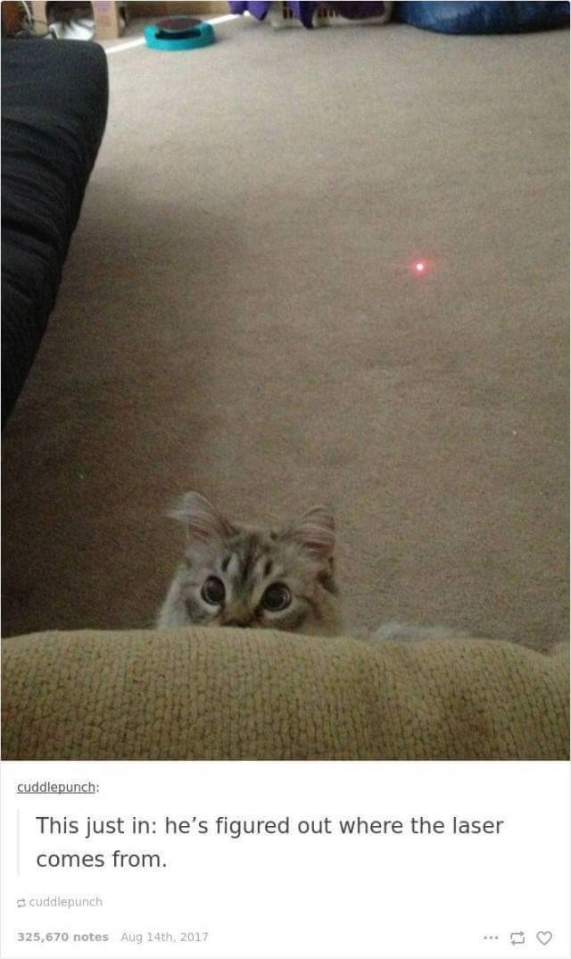 cuddlepunch: This just in: he's figured out where the laser comes from. cuddlepunch 325,670 notes Aug 14th, 2017